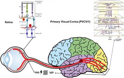 Subsequent and simultaneous electrophysiological investigation of the retina and the visual cortex in neurodegenerative and psychiatric diseases: what are the forecasts for the medicine of tomorrow?